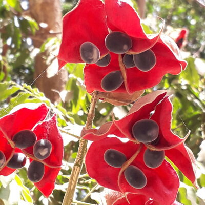 Majidea zanguebarica - Mgambo Tree, Black Pearl Tree, Velvet Seed Tree, Pearl of Zanzibar, Zanzibar Majidea