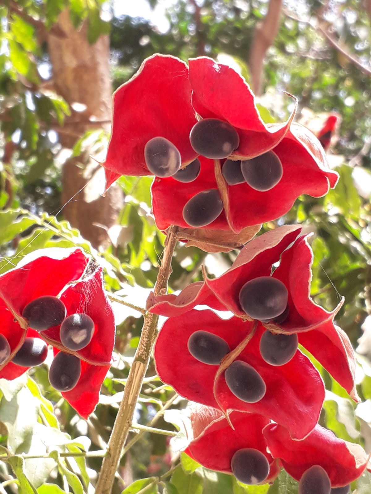 Majidea zanguebarica - Mgambo Tree, Black Pearl Tree, Velvet Seed Tree, Pearl of Zanzibar, Zanzibar Majidea