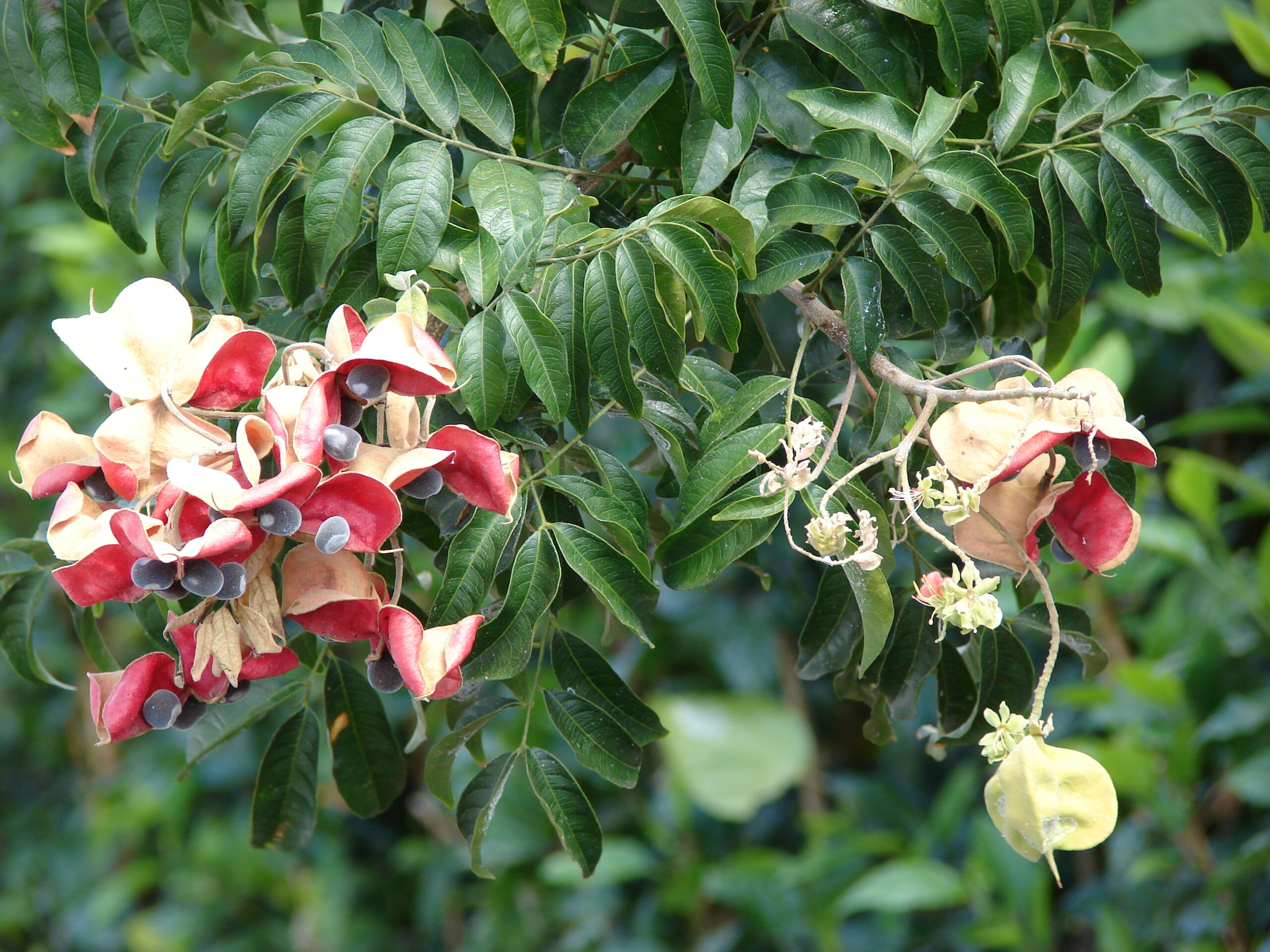 Majidea zanguebarica - Mgambo Tree, Black Pearl Tree, Velvet Seed Tree, Pearl of Zanzibar, Zanzibar Majidea - Image 5