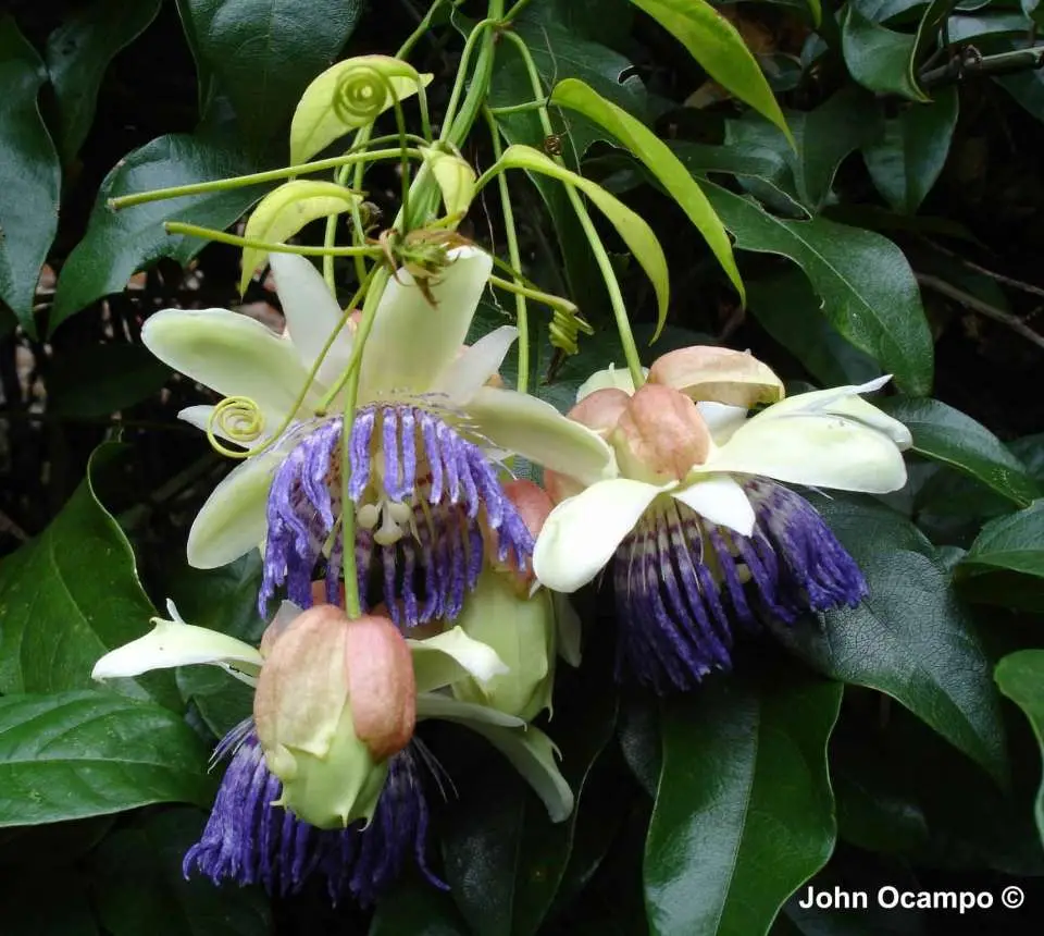 Passiflora popenovii — Perfect Passionfruit | The World's Most Exquisite Passion Fruit