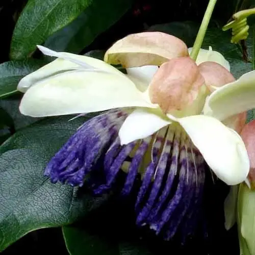 Passiflora popenovii — Perfect Passionfruit | The World's Most Exquisite Passion Fruit - Image 2
