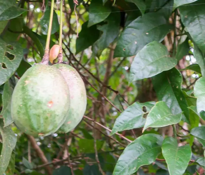 Passiflora popenovii — Perfect Passionfruit | The World's Most Exquisite Passion Fruit - Image 4