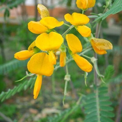 Sesbania bispinosa - Prickly Sesban, Dhaincha, Spiny Sesbania, Danchi, Prickly Sesbania