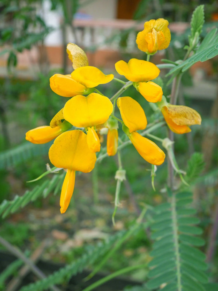 Sesbania bispinosa - Prickly Sesban, Dhaincha, Spiny Sesbania, Danchi, Prickly Sesbania