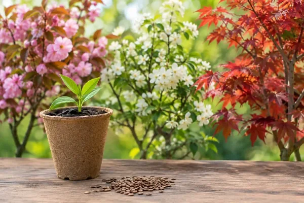 Ornamental Trees Worth Growing From Seed