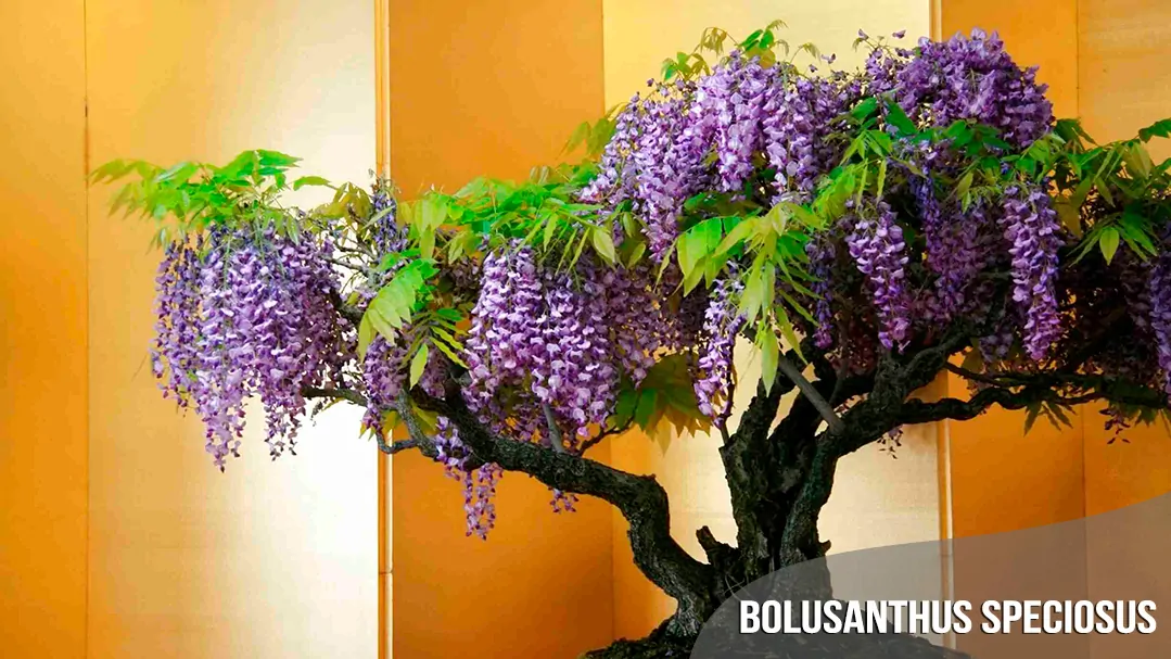 best-seller-Bolusanthus-Speciosus-quinta-dos-ouriques