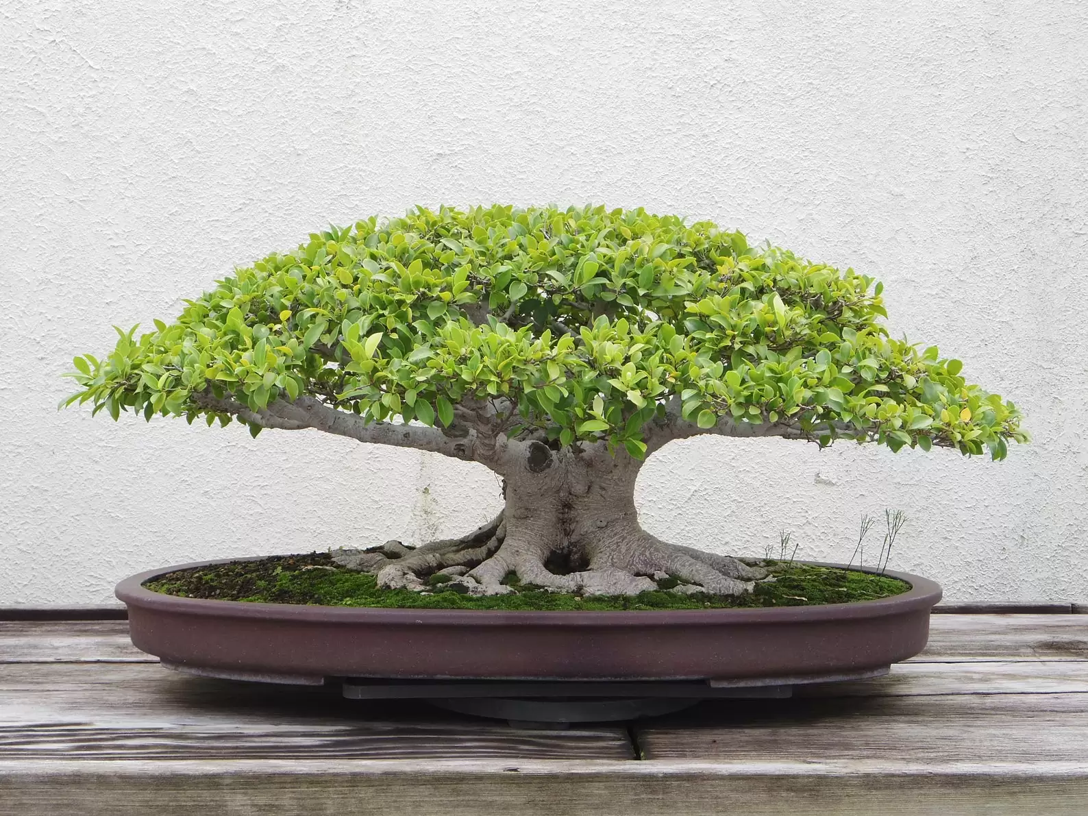 Ficus virens - White Fig