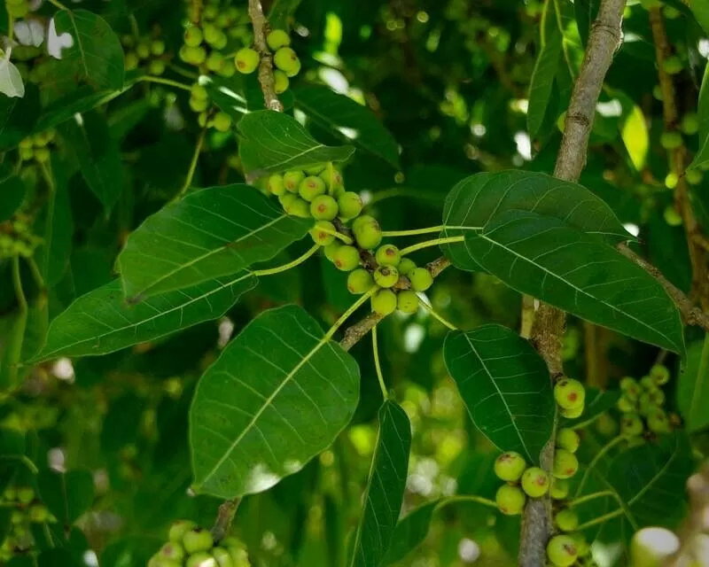 Ficus virens - White Fig - Image 3