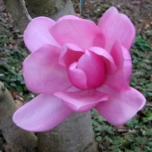 Magnolia campbellii - Magnolia campbellii