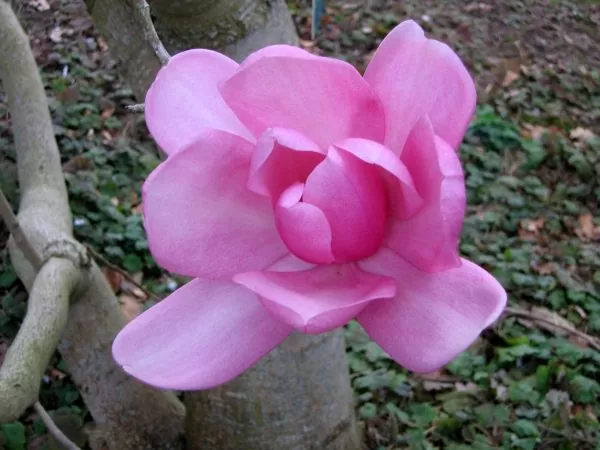 Magnolia campbellii - Magnolia campbellii