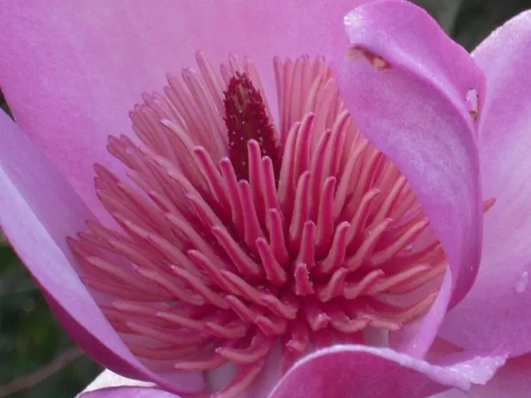 Magnolia campbellii - Magnolia campbellii - Image 3