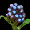 Pollia condensata - Marble Berry, Metallic Blue Pearl Plant, Marble Berries - Image 5
