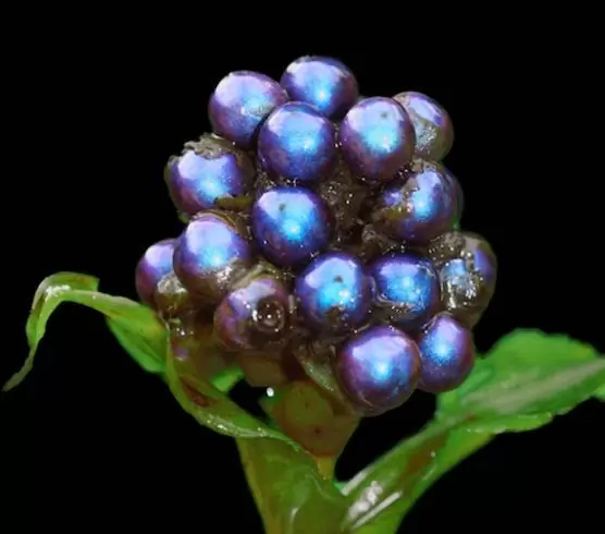 Pollia condensata - Marble Berry, Metallic Blue Pearl Plant, Marble Berries - Image 5