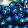 Pollia condensata - Marble Berry, Metallic Blue Pearl Plant, Marble Berries - Image 7