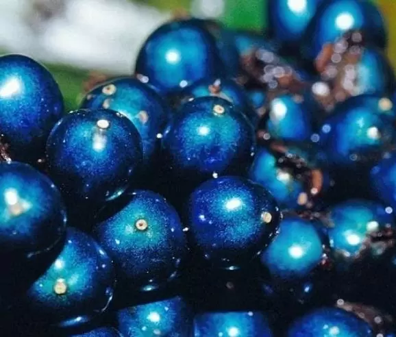 Pollia condensata - Marble Berry, Metallic Blue Pearl Plant, Marble Berries - Image 7
