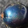 Pollia condensata - Marble Berry, Metallic Blue Pearl Plant, Marble Berries - Image 9