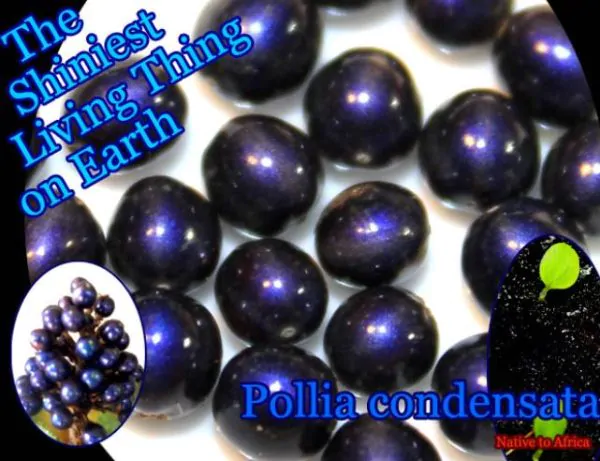 Pollia condensata - Marble Berry, Metallic Blue Pearl Plant, Marble Berries - Image 12