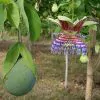 Passiflora Maliformis - Passion Fruit Apple, Passionflower Maracuja, Sweet Cave - Image 2