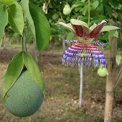 Passiflora Maliformis - Passion Fruit Apple, Passionflower Maracuja, Sweet Cave - Image 2