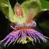 Passiflora Maliformis - Passion Fruit Apple, Passionflower Maracuja, Sweet Cave - Image 3