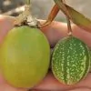 Passiflora Maliformis - Passion Fruit Apple, Passionflower Maracuja, Sweet Cave - Image 4