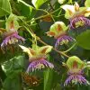 Passiflora Maliformis - Passion Fruit Apple, Passionflower Maracuja, Sweet Cave - Image 5