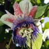 Passiflora Maliformis - Passion Fruit Apple, Passionflower Maracuja, Sweet Cave - Image 6