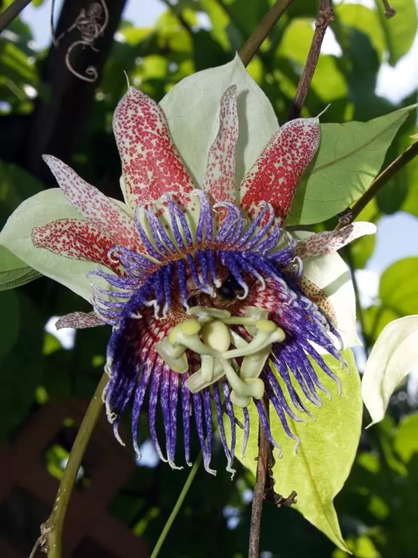 Passiflora Maliformis - Passion Fruit Apple, Passionflower Maracuja, Sweet Cave - Image 6