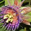 Passiflora Maliformis - Passion Fruit Apple, Passionflower Maracuja, Sweet Cave - Image 7