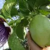 Passiflora Maliformis - Passion Fruit Apple, Passionflower Maracuja, Sweet Cave - Image 8