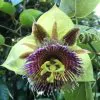 Passiflora Maliformis - Passion Fruit Apple, Passionflower Maracuja, Sweet Cave - Image 9