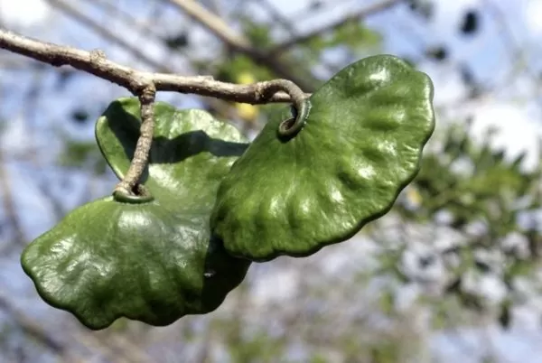 Enterolobium cyclocarpum - Elephant Ear Tree