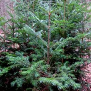 Abies pindrow - West Himalayan Fir
