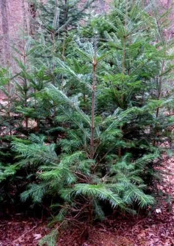Abies pindrow - West Himalayan Fir