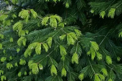 Abies pindrow - West Himalayan Fir - Image 6