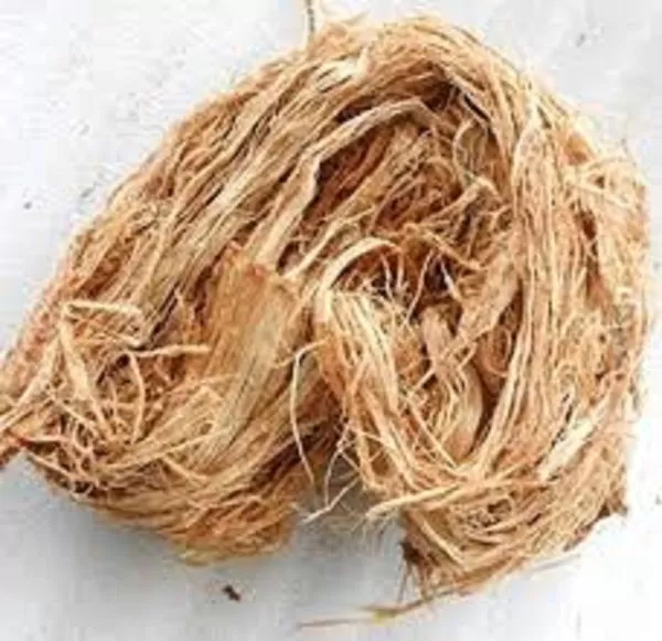 Acacia caesia - Palinja, Incha, Soap bark - Image 2