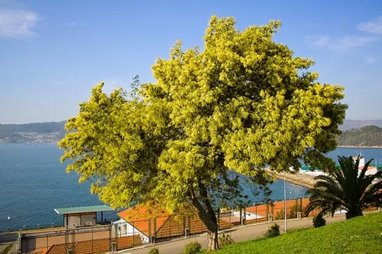 Acacia dealbata - Silver Wattle
