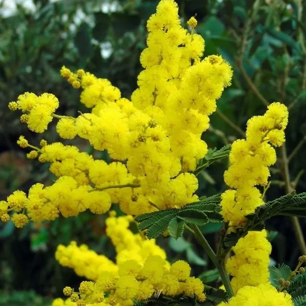 Acacia dealbata - Silver Wattle - Image 3
