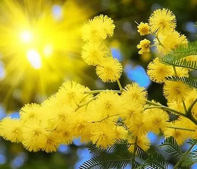 Acacia dealbata - Silver Wattle - Image 5
