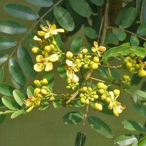 Senna siamea / Cassia siamea - Siamese cassia, kassod tree, cassod tree, cassia tree