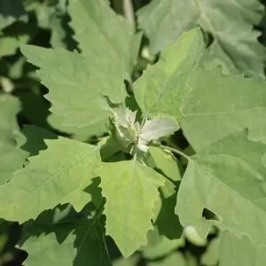 Chenopodium album - Lambs Quarters, Anserina-Branca