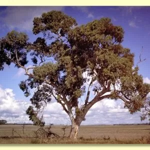 Eucalyptus wandoo - wandoo