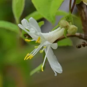 Lonicera fragrantissima - Winter-Flowering Honeysuckle, Fragrant Shrub