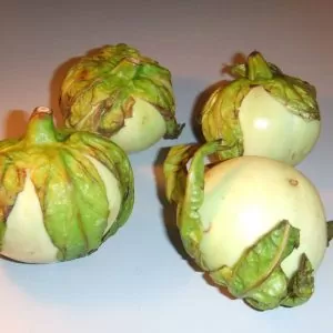 Solanum macrocarpon - African Eggplant