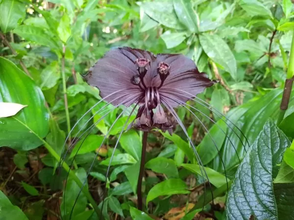 Tacca chantrieri / Schizocapsa breviscapa - Flor de murciélago negro,  Orquídea negra, Flor de murciélago - Quinta dos Ouriques