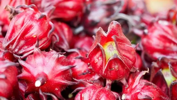Hibiscus sabdariffa / Sabdariffa rubra / Abelmoschus cruentus - Roselle, Jamaican Sorrel, Florida Cranberry, Indian Roselle, Red Sorrel