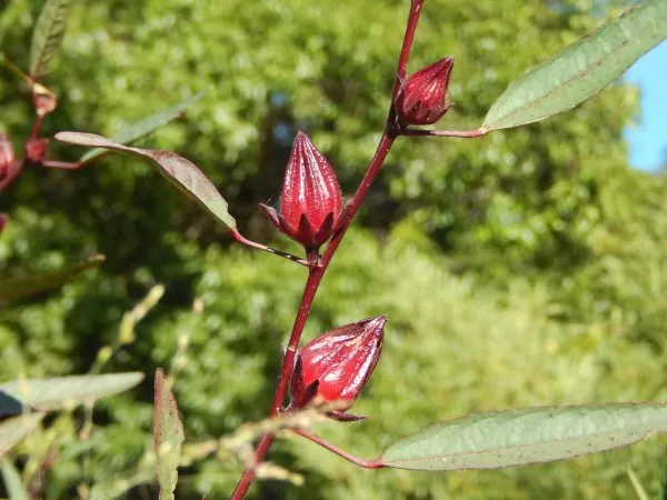 Hibiscus sabdariffa / Sabdariffa rubra / Abelmoschus cruentus - Roselle, Jamaican Sorrel, Florida Cranberry, Indian Roselle, Red Sorrel - Image 5