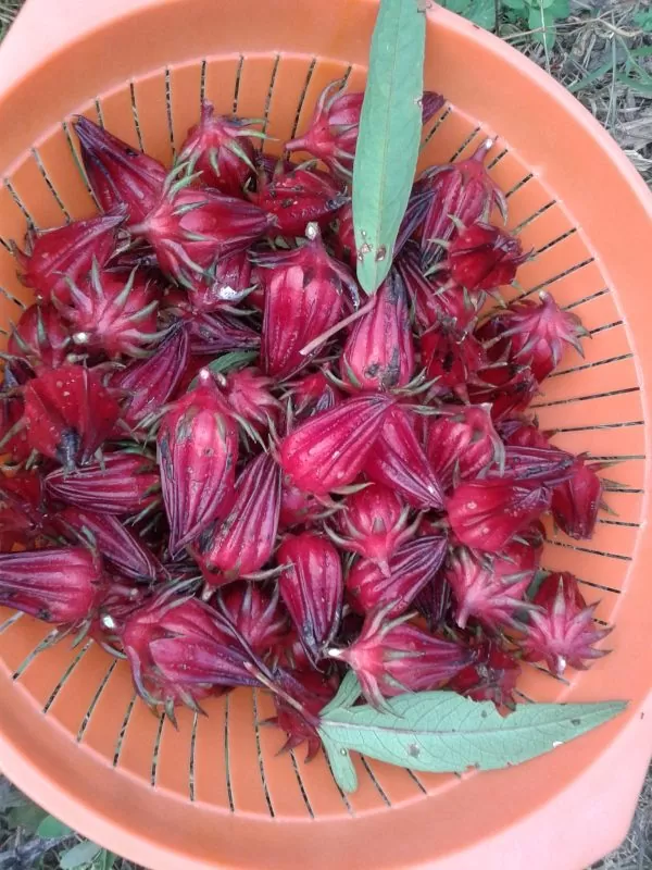 Hibiscus sabdariffa / Sabdariffa rubra / Abelmoschus cruentus - Roselle, Jamaican Sorrel, Florida Cranberry, Indian Roselle, Red Sorrel - Image 9