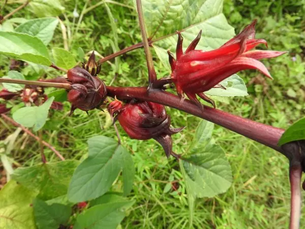Hibiscus sabdariffa / Sabdariffa rubra / Abelmoschus cruentus - Roselle, Jamaican Sorrel, Florida Cranberry, Indian Roselle, Red Sorrel - Image 10