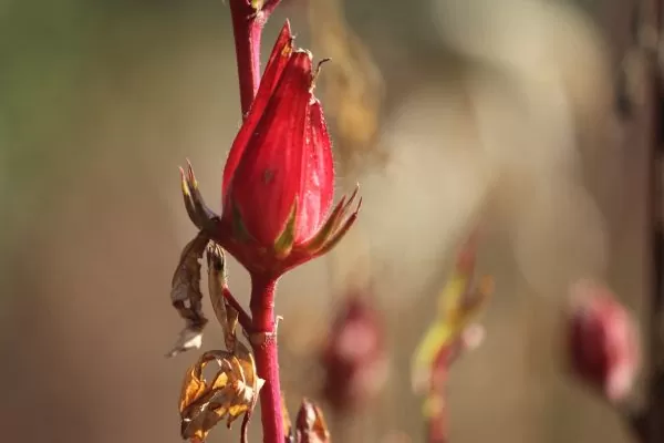 Hibiscus sabdariffa / Sabdariffa rubra / Abelmoschus cruentus - Roselle, Jamaican Sorrel, Florida Cranberry, Indian Roselle, Red Sorrel - Image 12